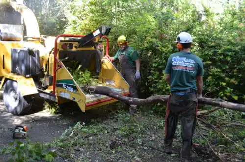 tree services Concordia